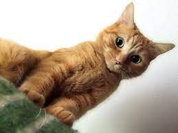 Nice Gatos Bonitos Gatos Gatos Atigrados