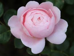 Free Images : nature, blossom, flower, petal, summer, floral, love, spring,  color, natural, fresh, romance, romantic, flora, season, colour, valentine,  pink rose, floribunda, macro photography, flowering plant, garden roses,  rose family, land