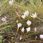 Image result for Zephyranthes minuta