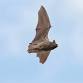 Woodward Discovery Days - Spiders and Bats event image