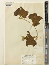 Image result for Peponium