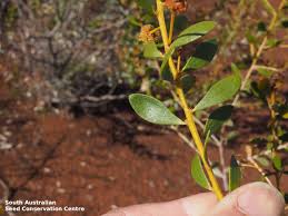 Image result for Dictyophleba