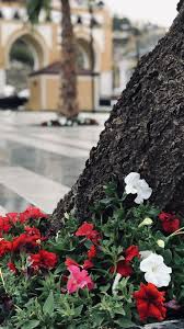 صباح الورد flower background wallpaper flowers photography flower arrangement designs
