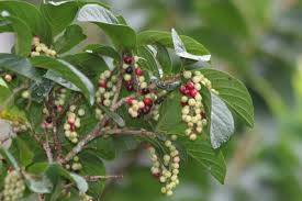 Image result for Antidesma venosum