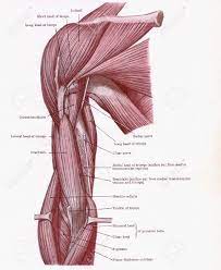 Maybe you would like to learn more about one of these? Dissection Of Muscles On The Front Of The Upper Arm From An Early 20th Century Anatomy Textbook Out Of Copyright Stock Photo Picture And Royalty Free Image Image 2112506