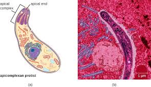 Effect 1:when plant cells are put in hypotonic solutions :water enters the cell by osmosis as the water potentil in cell is lower than outside the cell,this englarges the plant cell ,exerting turgor pressure on the cell wall, the cell walls prevent over expansion of cell by exerting an opposing force. Unicellular Eukaryotic Parasites Microbiology