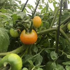 Here is a video on how we plant our tumbling tom cherry tomato hanging baskets. Tomato Tumbling Tom Yellow F1 Harris Seeds