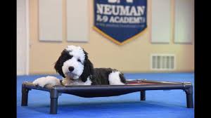 We did not find results for: 11 Things You Have To Know Before Owning A Sheepadoodle Animalso
