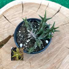 Image result for Orbea dummeri