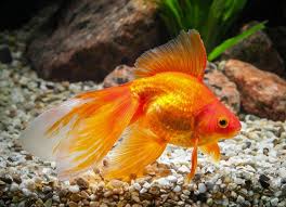How can you tell how old your goldfish is? How Long Do Fish Live Petmd