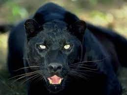All orders placed on us.puma.com that ship within the 50 u.s. Schone Tierbilder Teil 2 Mehr Inspiration Fur Ihr Zu Hause Black Panther Panther Cat Panther