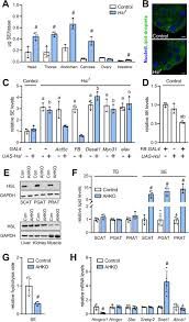 Browse free novels online in alphabetical order! Hormone Sensitive Lipase Couples Intergenerational Sterol Metabolism To Reproductive Success Elife