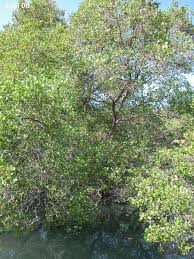 Image result for Sonneratiaceae