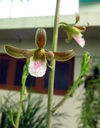 Image result for Eulophia ensata