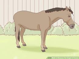 How To Measure The Height Of Horses 11 Steps With Pictures