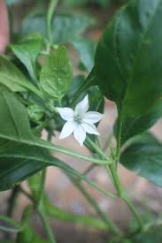 Image result for Capsicum annuum