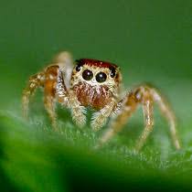 If you have found a spider in tennessee that is not on our list, make sure to send us a picture via email to email protected and we will include it. Spiders Of Tennessee Project Noah