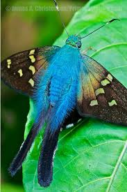 Black And White Striped Butterfly With Long Tail Long Tailed Skipper Urbanus Proteus By Beautiful Butterflies Beautiful Bugs Butterfly