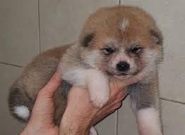 Si cerca mamme per adozione a distanza con 10 euro al mese. Akita Inu Cuccioli Animali Marzo Clasf