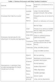 Surface Features Of Bones