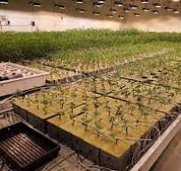 Vertical Farming Rack Hydroponic Flood Table Rolling Benches ...