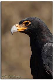 Small Birds Of Prey South Africa Wild Bird Trust Wild Bird Trust S Photos Facebook Scavenger Birds Birds Of Prey Largest Bird Of Prey