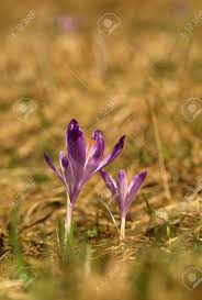 Maybe you would like to learn more about one of these? Purple Spring Three Flower With Green Leaves And White Stem And Sun Reflections In The Meadow Blooming Crocus In Grass A Home Garden Stock Photo Picture And Royalty Free Image Image 126774903