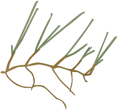 Image result for Cymodoceaceae