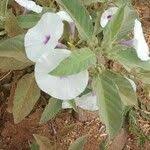 Image result for Astripomoea hyoscyamoides