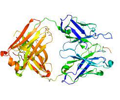 Discover more about the cell type. Carbonic Anhydrase 9 Wikipedia