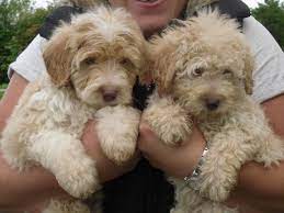 Rare Apricot Colliedoodle Puppies Bordoodles Gloucester Gloucestershire Pets4homes Bordoodle Goldendoodle Puppy Goldendoodle