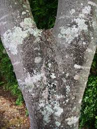 Image result for Hymenaea courbaril