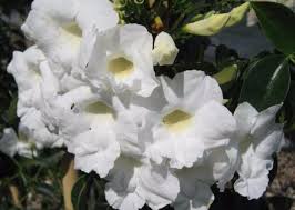 Scegli tra i mazzi di fiori più venduti buddleja 'silver anniversary ®' colore: Giardini Mgf I Migliori Rampicanti Sempreverdi