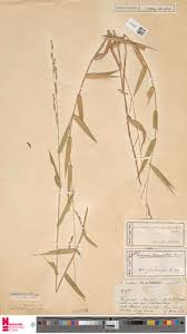 Image result for Acroceras zizanioides