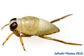 Image result for Notonectidae