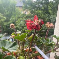 Image result for Pelargonium alchemilloides