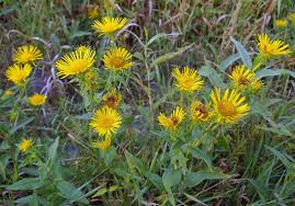 Image result for Inula mannii