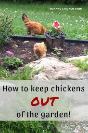 Keeping chickens is not a stressful job, however. How To Keep Chickens Out Of The Garden Murano Chicken Farm