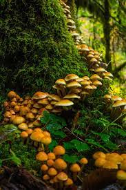 Sedna 90377 Stuffed Mushrooms Magical Mushrooms Nature Aesthetic