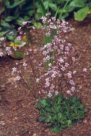 Saxifraga Umbrosa Clarence Elliott 25cm Apr Jun Schaduwplanten Tuinplanten Rotsplanten