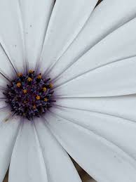 Image result for Osteospermum ecklonis