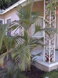 5m long in autumn & red fruit attracts birds. King Palm Bangalow Palm Piccabeen Palm Archontophoenix Cunninghamiana