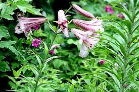 Image result for Lilium formosanum