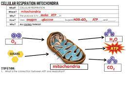 Maybe you would like to learn more about one of these? What Is Atp Currency Respiration Mitochondria Nucleotide Phosphate Ppt Download