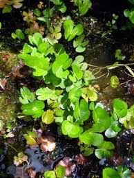 Image result for Marsilea nubica