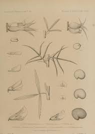 Image result for Trifolium squarrosum