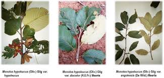 Image result for Monotes dasyanthus