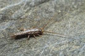 Check spelling or type a new query. What Kinds Of Bugs Live In My Basement