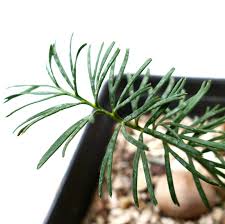 Image result for Macrotyloma stenophyllum