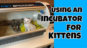 In this video we cover oxygen connection, hooking up the humidity connection, and connecting a nebulizer to the aicu (pet brooder icu). Pet Brooder Icu Youtube